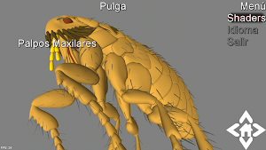3D Flea Explorer Screenshot 2