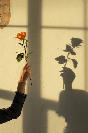 Orange Rose Wallpapers Screenshot 3