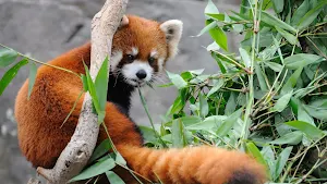 Red Panda Wallpapers Screenshot 1