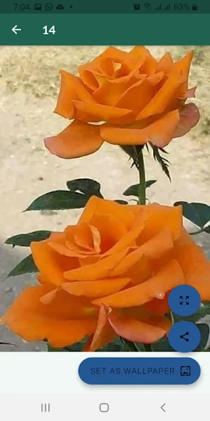 Imágenes de flores hermosas Screenshot 3