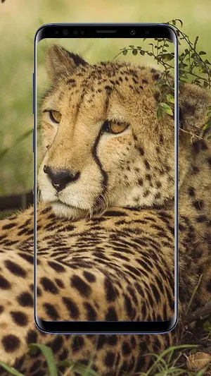 Cheetah Wallpapers Screenshot 2