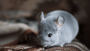 Chinchilla Sounds Screenshot 3