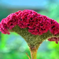 Cockscomb Flower Wallpapers