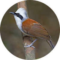 Laughingthrushes Bird Sounds