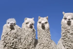 Alpaca Wallpapers Screenshot 1