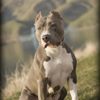 American Pitbull