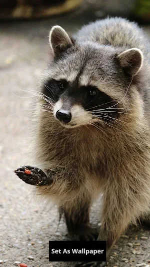 Raccoon wallpaper Screenshot 1