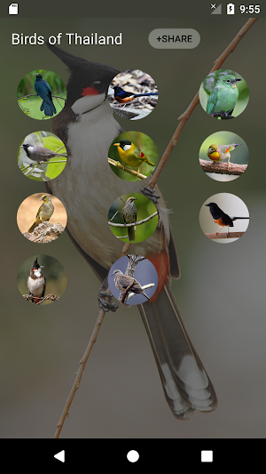 bird sounds from Thailand Screenshot 1