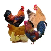 Poultry Farming Education