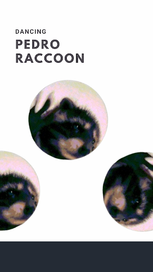 Pedro Raccoon Watch Face Screenshot 1