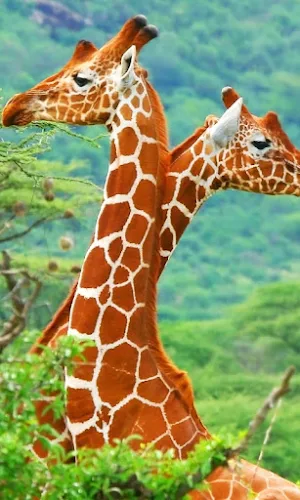 Giraffe Wallpapers Screenshot 1