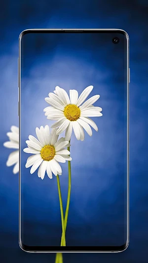 Flower Wallpaper - Colorful Flowers in HD & 4K Screenshot 1