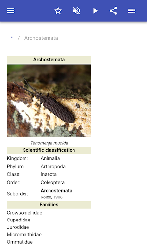 Beetles Screenshot 1