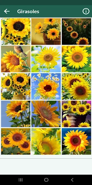 Flores hermosas. Imágenes Screenshot 3