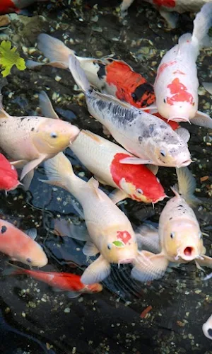 Koi Fish HD Wallpapers Screenshot 2