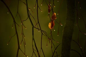 Rain Wallpapers Screenshot 1