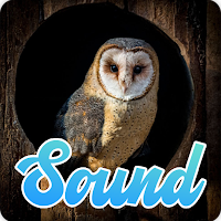 Owl Sounds Effect