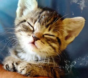 Cute kittens Images Screenshot 3
