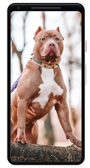 Pitbull Wallpapers Screenshot 3