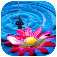 153 Photo Crosswords