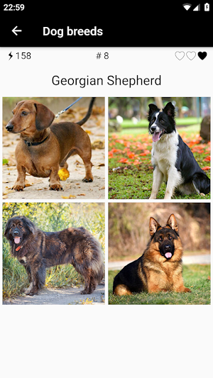 Dog breeds - Photo Quiz Screenshot 2
