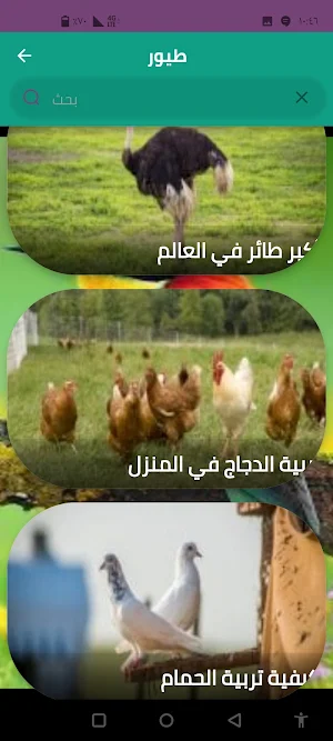 طيور Screenshot 3
