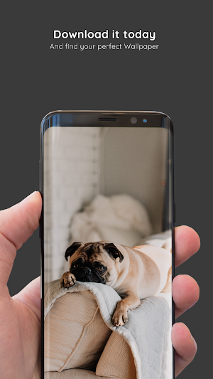 Pug Wallpapers 8K ULTRA Screenshot 0