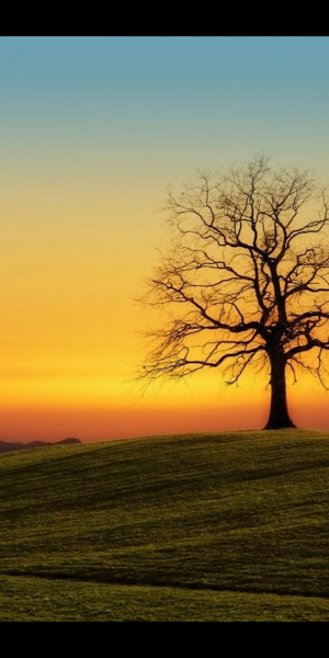Wallpaper Sunset Screenshot 2