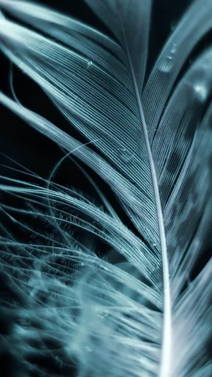 Feather Wallpaper Screenshot 2