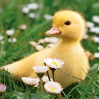 Duck Sound