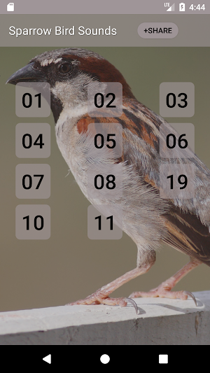 Sparrow Bird Sounds Screenshot 0