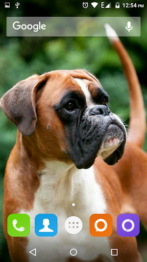Boxer Dog Wallpapers Hd Screenshot 2