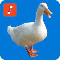 Duck Ringtones