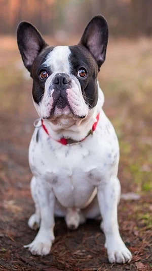 French Bulldog Wallpaper Screenshot 3
