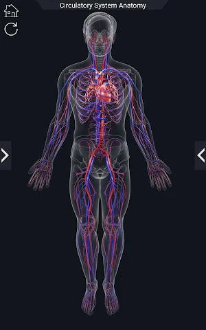 Circulatory System Anatomy Screenshot 1