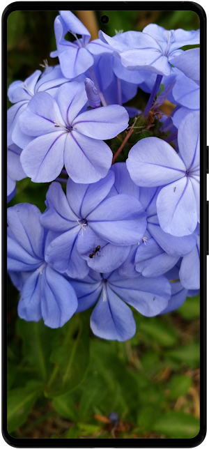 Plumbago Flower Wallpapers HD Screenshot 0