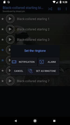 Black collared starling sounds ~ Sboard.pro Screenshot 2