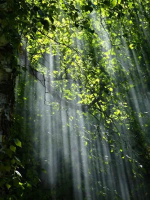 Nature Wallpaper Screenshot 0