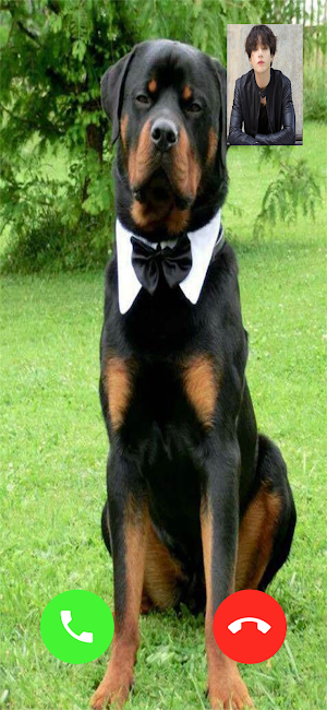 Rottweiler Dog Video Call Screenshot 1