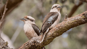 Laughing Kookaburra Sounds Screenshot 3