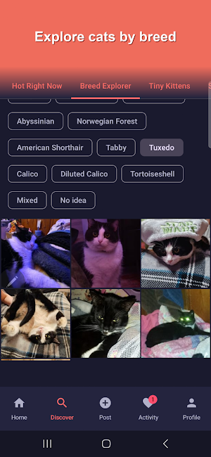 Show Me Your Kitties Screenshot 2