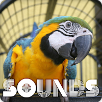 Parrot Bird Sound Ringtones