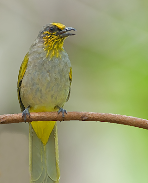 Stripe-throated Bulbul bird Sounds ~ Sboard.pro Screenshot 0