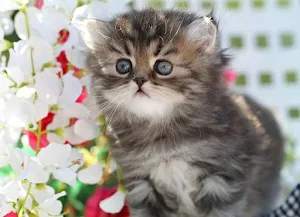 Kittens and flowers Screenshot 2