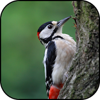 Woodpecker wallpapers