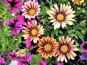 Gazania Wallpapers Screenshot 2