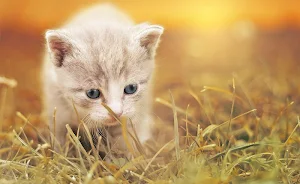 Kittens - Jigsaw Puzzles Screenshot 2