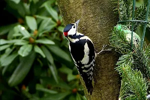 Woodpecker wallpapers Screenshot 0
