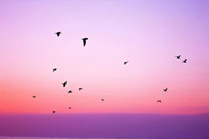 Purple wallpapers Screenshot 1