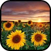 Sunflower Wallpaper